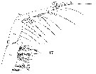 Espèce Pleuromamma gracilis - Planche 22 de figures morphologiques