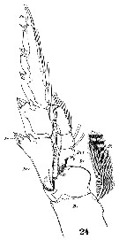 Espèce Pleuromamma gracilis - Planche 20 de figures morphologiques