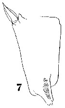 Espèce Metridia curticauda - Planche 9 de figures morphologiques