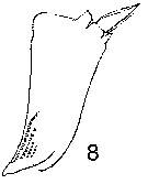 Species Metridia boecki - Plate 8 of morphological figures