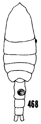 Species Pleuromamma piseki - Plate 9 of morphological figures