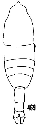 Espèce Pleuromamma quadrungulata - Planche 8 de figures morphologiques