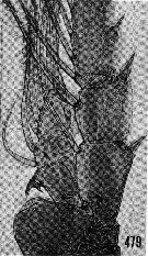 Espèce Gaussia princeps - Planche 27 de figures morphologiques
