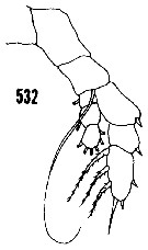 Species Haloptilus longicornis - Plate 21 of morphological figures