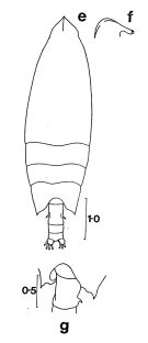 Espèce Scottocalanus thomasi - Planche 1 de figures morphologiques