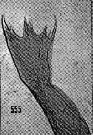 Espèce Euaugaptilus digitatus - Planche 4 de figures morphologiques