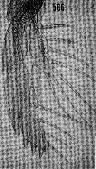Espèce Euaugaptilus digitatus - Planche 14 de figures morphologiques
