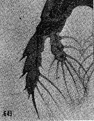 Espèce Centraugaptilus horridus - Planche 10 de figures morphologiques
