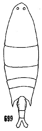 Espce Labidocera aestiva - Planche 3 de figures morphologiques