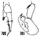 Species Labidocera aestiva - Plate 5 of morphological figures