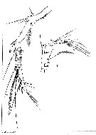 Espèce Aegisthus aculeatus - Planche 7 de figures morphologiques