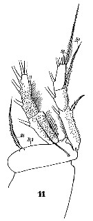 Species Aegisthus aculeatus - Plate 9 of morphological figures