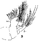 Espèce Aegisthus aculeatus - Planche 10 de figures morphologiques