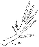 Species Aegisthus mucronatus - Plate 20 of morphological figures
