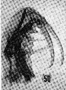 Species Hemirhabdus grimaldii - Plate 13 of morphological figures