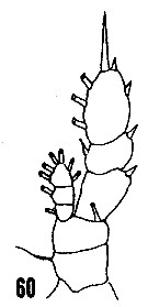Species Haloptilus spiniceps - Plate 17 of morphological figures