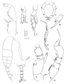 Species Pseudodiaptomus galapagensis - Plate 2 of morphological figures
