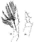 Species Heterorhabdus papilliger - Plate 22 of morphological figures