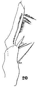 Espèce Paraheterorhabdus (Paraheterorhabdus) vipera - Planche 13 de figures morphologiques