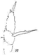 Espèce Paraheterorhabdus (Paraheterorhabdus) vipera - Planche 14 de figures morphologiques