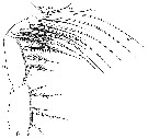 Espèce Lucicutia flavicornis - Planche 24 de figures morphologiques