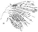 Espèce Lucicutia flavicornis - Planche 28 de figures morphologiques