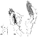 Espèce Lucicutia flavicornis - Planche 30 de figures morphologiques