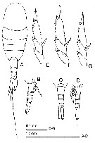 Espce Lucicutia sp. - Planche 1 de figures morphologiques