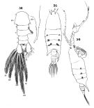 Species Pontellopsis regalis - Plate 2 of morphological figures