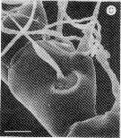 Species Oncaea waldemari - Plate 8 of morphological figures