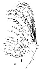 Espèce Centropages typicus - Planche 11 de figures morphologiques