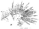 Espèce Centropages typicus - Planche 19 de figures morphologiques