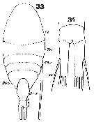 Espèce Lucicutia ovalis - Planche 13 de figures morphologiques