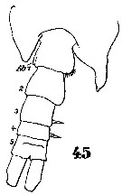 Espèce Parapontella brevicornis - Planche 9 de figures morphologiques