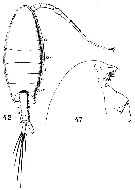 Espèce Calanopia elliptica - Planche 14 de figures morphologiques