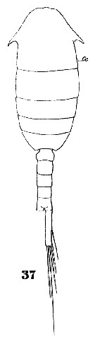 Espèce Lucicutia clausi - Planche 16 de figures morphologiques