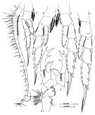 Espce Labidocera javaensis - Planche 2 de figures morphologiques