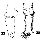 Espèce Undeuchaeta plumosa - Planche 17 de figures morphologiques