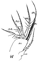 Espèce Euchaeta marina - Planche 21 de figures morphologiques