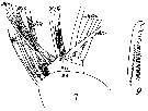 Espèce Paraeuchaeta norvegica - Planche 16 de figures morphologiques
