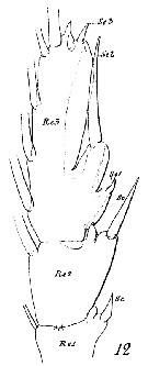 Espèce Euchaeta spinosa - Planche 19 de figures morphologiques