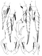 Species Pontella labuanensis - Plate 2 of morphological figures
