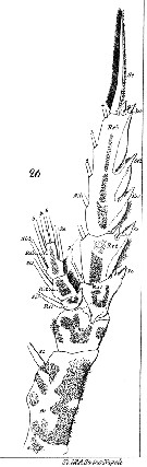 Species Euchaeta spinosa - Plate 20 of morphological figures