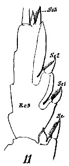 Espèce Paraeuchaeta grandiremis - Planche 5 de figures morphologiques