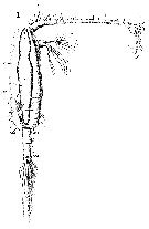 Espèce Neocalanus gracilis - Planche 22 de figures morphologiques