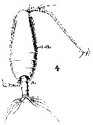Espèce Canthocalanus pauper - Planche 8 de figures morphologiques