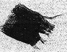 Espèce Spinocalanus magnus - Planche 15 de figures morphologiques