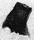 Species Nannocalanus minor - Plate 24 of morphological figures
