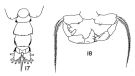 Espèce Acartia (Acartia) negligens - Planche 2 de figures morphologiques