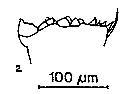 Espèce Calanus helgolandicus - Planche 12 de figures morphologiques